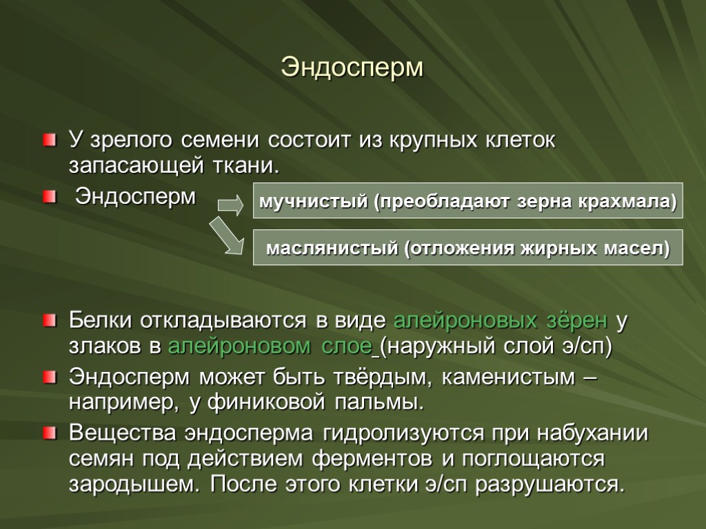 У зрелого семени состоит из крупных клеток запасающей ткани. Эндосперм Белки откладываются в виде